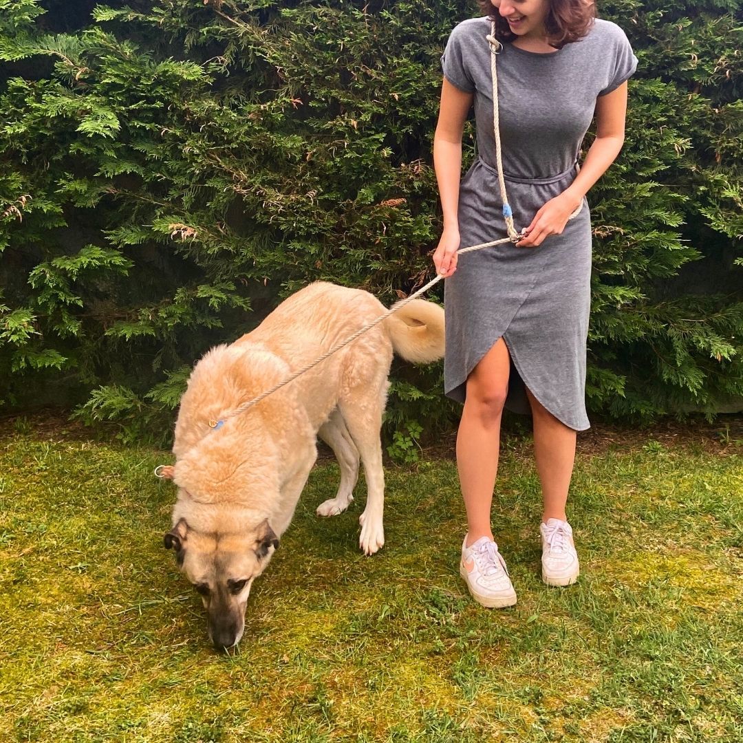 KEEP CALM AND WALK THE DOG