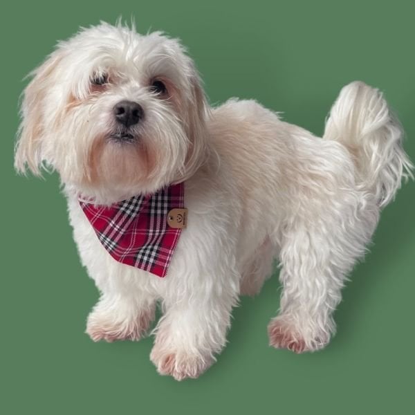 KLASİK BANDANA - MOLLY