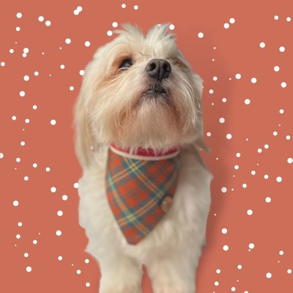 KLASİK BANDANA - TEDDY