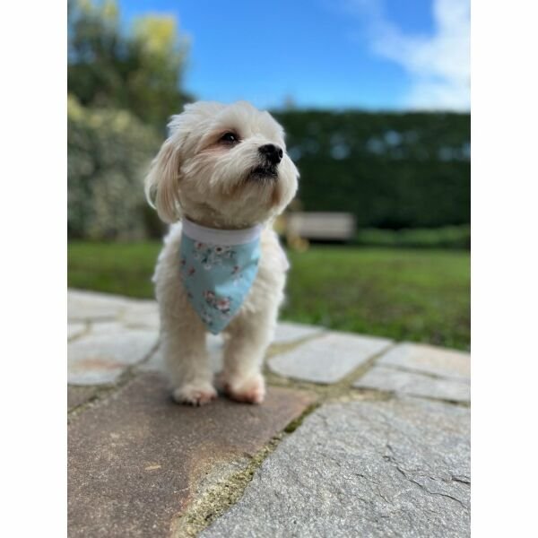 BANDANA - ÖN ARKA -PİA